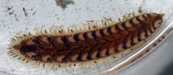 The scale worm Lepidonotus sp